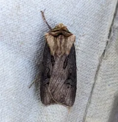 Agrotis antica thumbnail 1