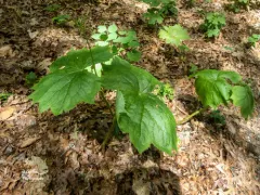 Umbrella-leaf thumbnail 3