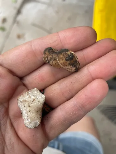Tuber brennemanii