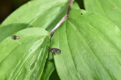 Odontota mundula thumbnail 3