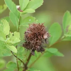 Cecidomyia lappa thumbnail 4