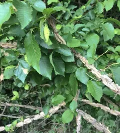 Field Elm thumbnail 3