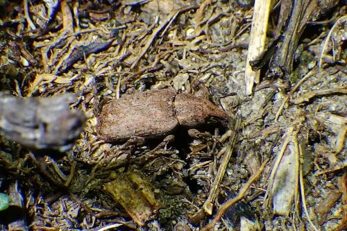 Carrot Weevil