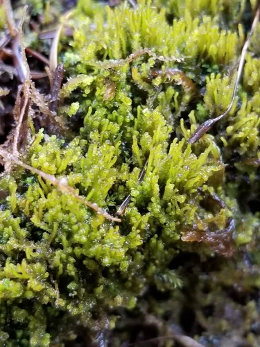 Trunk Pawwort
