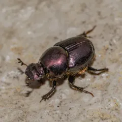 Green-bronze Dung Beetle thumbnail 4