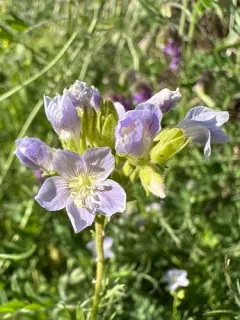 Washington polemonium thumbnail 2
