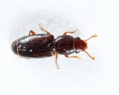 Bactridium striolatum thumbnail 3