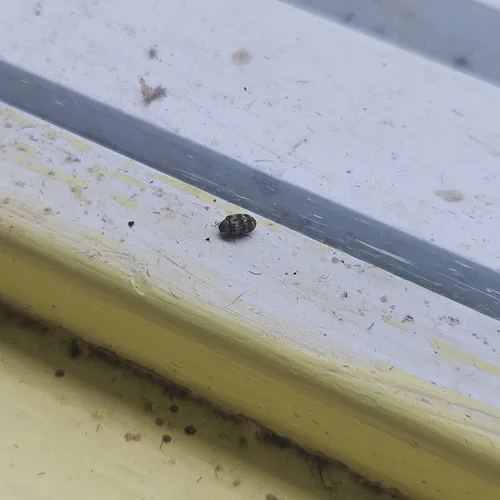 Mill Carpet Beetle