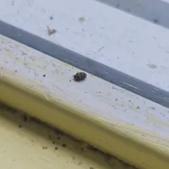 Mill Carpet Beetle thumbnail 1