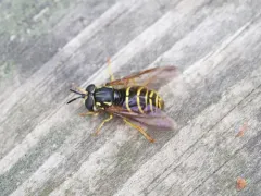 Broad-banded Meadow Fly thumbnail 3