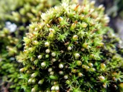 Orthotrichum pusillum thumbnail 2
