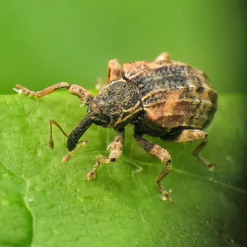 Cambium Curculio