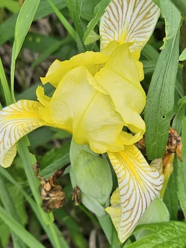 Hungarian Iris