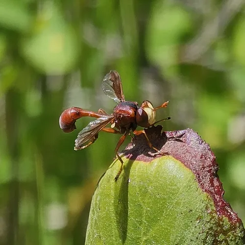 Physocephala burgessi