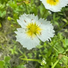 California damasonium thumbnail 2