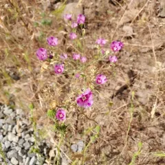 Winecup Clarkia thumbnail 4