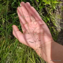 european alkali grass thumbnail 1