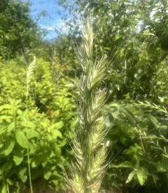 Italian Ryegrass thumbnail 3