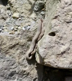 Queensnake thumbnail 4