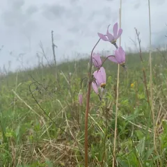 eastern shooting star thumbnail 3