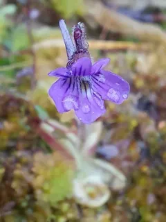 Hairy Butterwort thumbnail 1