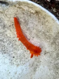 Spotted Dorid thumbnail 2