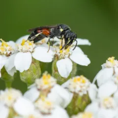 Nelumbo Masked Bee thumbnail 4