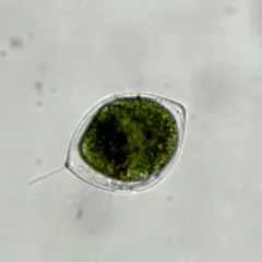 Cystodinium bataviense thumbnail 4
