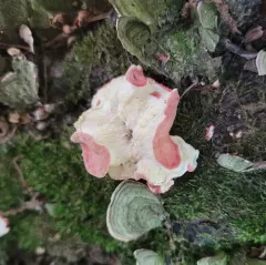 Coral-pink Merulius thumbnail 4
