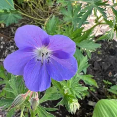 Oregon Crane's-bill thumbnail 2