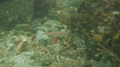 Red Goatfish