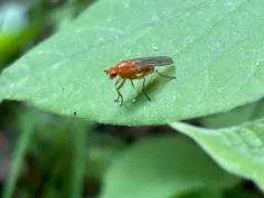 Dryope decrepita thumbnail 3