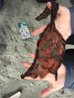 Bull Kelp Nori thumbnail 1