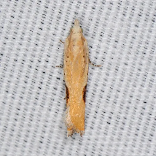 Pseudexentera costomaculana