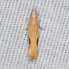 Pseudexentera costomaculana thumbnail 1