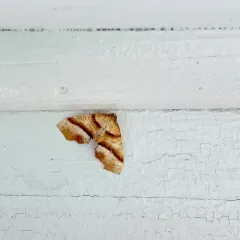 Straight-lined Plagodis Moth thumbnail 4