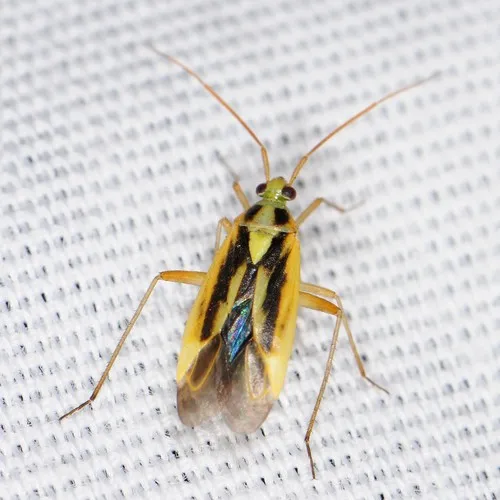 Two-spotted Grass Bug