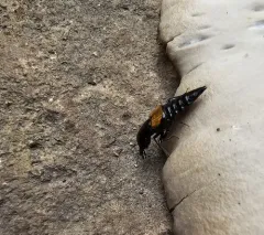Oxyporus rufipennis thumbnail 3