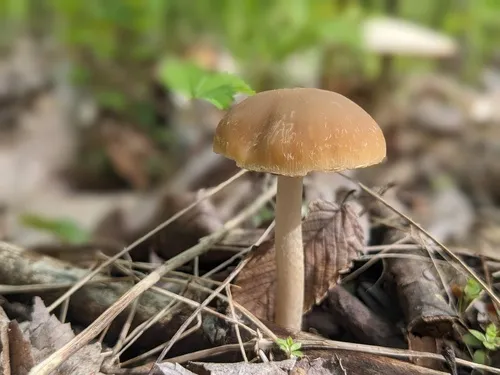Psathyrella albescens