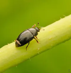 Black Sap Beetle thumbnail 3