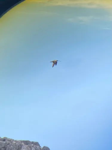 Eurasian Curlew