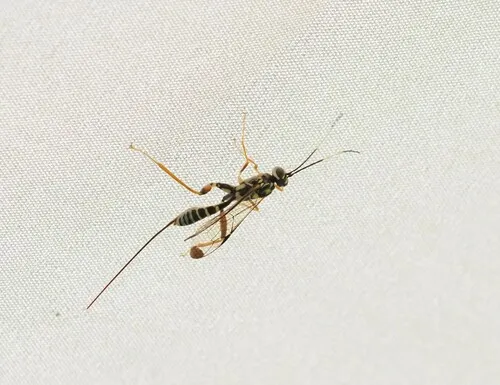 Arotes decorus