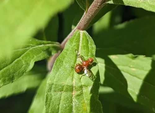 Rivellia munda
