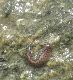 Malmgreniella nigralba thumbnail 2