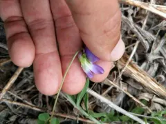 Great Lakes Violet thumbnail 4