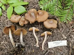 Cortinarius miwok thumbnail 2