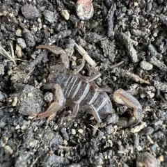 Northern Scorpion thumbnail 2