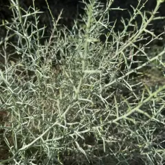 Thorny Skeletonweed thumbnail 2