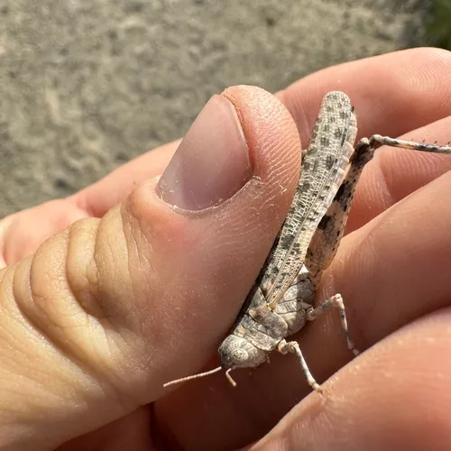 Alkali Grasshopper