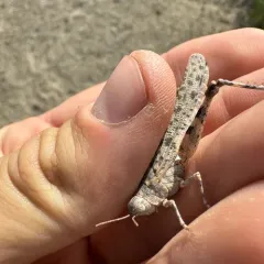 Alkali Grasshopper thumbnail 1